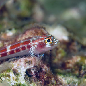 Helcogramma striata Helcogramma striata 印度尼西亚 Indonesia , 北马鲁古 North Maluku , 巴占群岛 Bacan Islands @LazyDiving.com 潜水时光