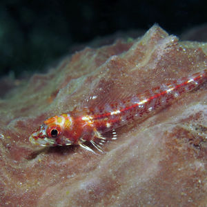 Ucla xenogrammus Ucla xenogrammus 印度尼西亚 Indonesia , 北马鲁古 North Maluku , 巴占群岛 Bacan Islands @LazyDiving.com 潜水时光