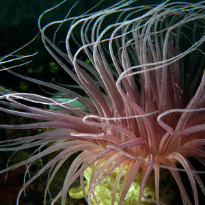 Cerianthus filiformis 印度尼西亚 Indonesia , 巴厘岛 Bali , 图蓝本 Tulamben @LazyDiving.com 潜水时光