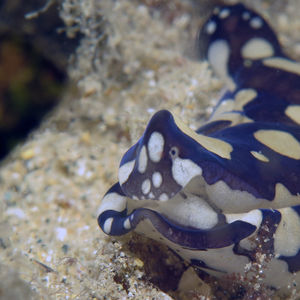 Tubulophilinopsis pilsbryi 中苏拉威西 Central Sulawesi , 托利托利 Toli Toli @LazyDiving.com 潜水时光