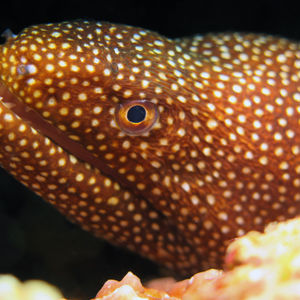Gymnothorax meleagris Gymnothorax meleagris 印度尼西亚 Indonesia , 马鲁古 Maluku , 安汶 Ambon @LazyDiving.com 潜水时光