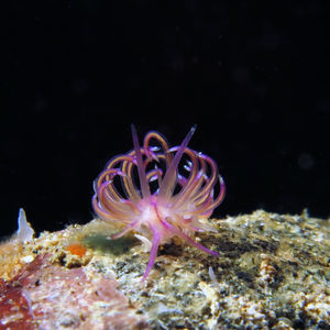 Unidentia aliciae 印度尼西亚 Indonesia , 安汶 Ambon @LazyDiving.com 潜水时光