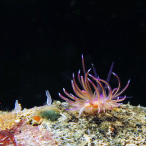 Unidentia aliciae 印度尼西亚 Indonesia , 安汶 Ambon @LazyDiving.com 潜水时光