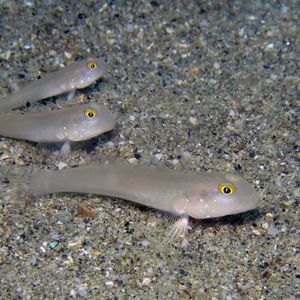 Valenciennea sexguttata 中苏拉威西 Central Sulawesi , 托利托�利 Toli Toli @LazyDiving.com 潜水时光