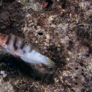 Coris batuensis Coris batuensis 菲律宾 Philippines , 朗布隆 Romblon @LazyDiving.com 潜水时光