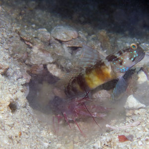 Cryptocentrus sericus 泰国 Thailand , 攀牙湾 Phang Nga Bay @LazyDiving.com 潜水时光