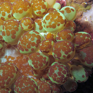 Waminoa 印度尼西亚 Indonesia , 北苏拉威西 North Sulawesi , 蓝碧 Lembeh @LazyDiving.com 潜水时光