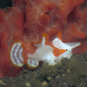 Antennarius maculatus 印度尼西亚 Indonesia , 巴厘岛 Bali , 图蓝本 Tulamben @LazyDiving.com 潜水时光