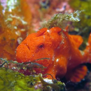 Antennarius pictus 日本 Japan , 柏岛 Kashiwa Island @LazyDiving.com 潜水时光