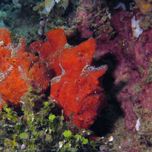 Antennarius maculatus 印度尼西亚 Indonesia , 马鲁古 Maluku , 安汶 Ambon @LazyDiving.com 潜水时光