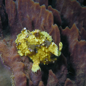 Antennarius maculatus Antennarius maculatus 印度尼西亚 Indonesia , 马鲁古 Maluku , 安汶 Ambon @LazyDiving.com 潜水时光