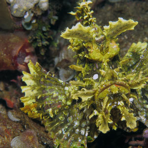 Rhinopias frondosa Rhinopias frondosa 印度尼西亚 Indonesia , 阿洛群岛 Alor @LazyDiving.com 潜水时光