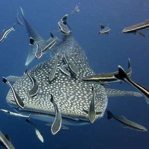 Rhincodon typus 泰国 Thailand , 龟岛 Koh Tao @LazyDiving.com 潜水时光