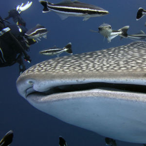 Rhincodon typus 泰国 Thailand , 龟岛 Koh Tao @LazyDiving.com 潜水时光