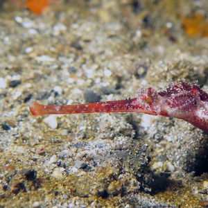 Halicampus macrorhynchus 印度尼西亚 Indonesia , 安汶 Ambon @LazyDiving.com 潜水时光