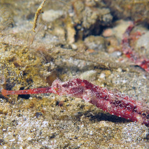 Halicampus macrorhynchus ��印度尼西亚 Indonesia , 安汶 Ambon @LazyDiving.com 潜水时光