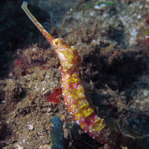 Halicampus macrorhynchus 印度尼西亚 Indonesia , 安汶 Ambon @LazyDiving.com 潜水时光