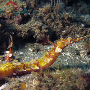 Halicampus macrorhynchus 印度尼西亚 Indonesia , ��安汶 Ambon @LazyDiving.com 潜水时光