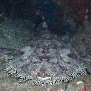 Raja Ampat  Eucrossorhinus dasypogon