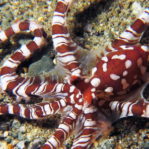 Wunderpus photogenicus 印度尼西亚 Indonesia , 安汶 Ambon @LazyDiving.com 潜水时光