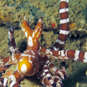 Wunderpus photogenicus �印度尼西亚 Indonesia , 安汶 Ambon @LazyDiving.com 潜水时光