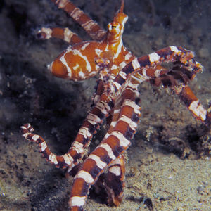 Wunderpus photogenicus 印度尼西亚 Indonesia , 安汶 Ambon @LazyDiving.com 潜水时光