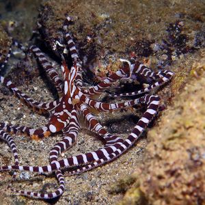 Wunderpus photogenicus 印度尼西亚 Indonesia , 安汶 Ambon @LazyDiving.com 潜水时光