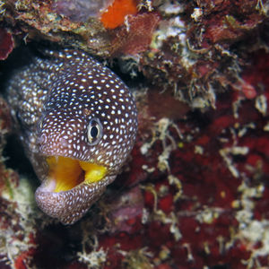 Gymnothorax nudivomer 马尔代夫 Maldives @LazyDiving.com 潜水时光