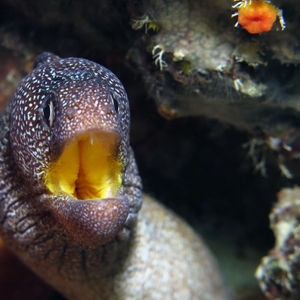 Gymnothorax nudivomer 马尔代夫 Maldives @LazyDiving.com 潜水时光