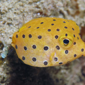 Ostracion cubicus 印度尼西亚 Indonesia , 安汶 Ambon @LazyDiving.com 潜水时光