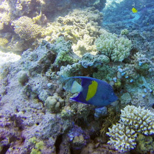 Pomacanthus maculosus Pomacanthus maculosus 埃及 Egypt , 赫尔加达 Hurghada @LazyDiving.com 潜水时光