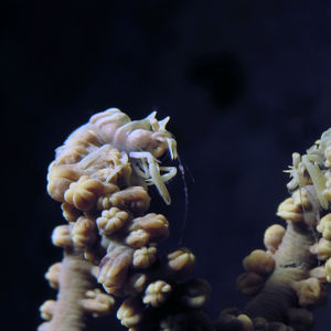 Dasycaris zanzibarica 印度尼西亚 Indonesia , 马鲁古 Maluku , 安汶 Ambon @LazyDiving.com 潜水时光