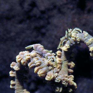 Dasycaris zanzibarica 印度尼西亚 Indonesia , 马鲁古 Maluku , 安汶 Ambon @LazyDiving.com 潜水时光