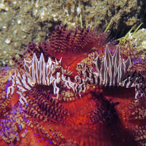 Zebrida adamsii 印度尼西亚 Indonesia , 马鲁古 Maluku , 安汶 Ambon @LazyDiving.com 潜水时光