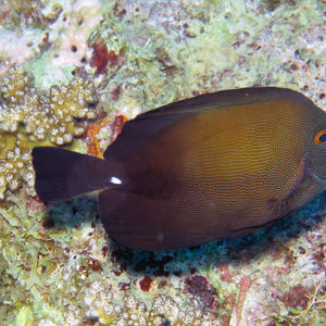 Zebrasoma scopas Zebrasoma scopas 三角倒吊 Indonesia 印度尼西亚 Parigi 帕瑞吉 @LazyDiving.com 潜水时光