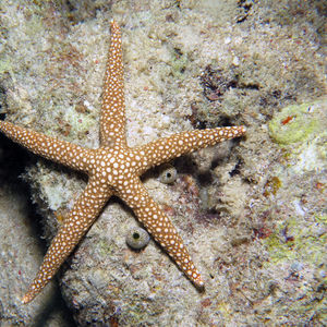 Gomophia sphenisci 印度尼西亚 Indonesia , 达拉湾 Derawan @LazyDiving.com 潜水时光