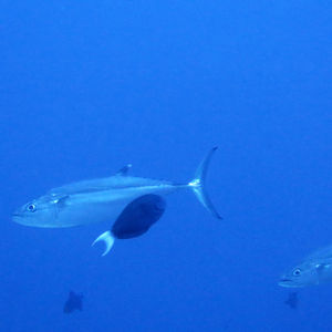 Caranx sexfasciatus Caranx sexfasciatus 印度尼西亚 Indonesia , 马鲁古 Maluku , 班达群岛 Banda Islands @LazyDiving.com 潜水时光