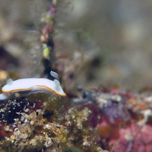 Goniobranchus albonares 印度尼西亚 Indonesia , 北苏拉威西 North Sulawesi , 邦卡岛 Bangka @LazyDiving.com 潜水时光