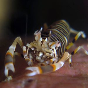 Gnathophyllum americanum 印度尼西亚 Indonesia , 安汶 Ambon @LazyDiving.com 潜水时光