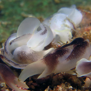 Chelidonura amoena 印度尼西亚 Indonesia , 海神湾 Triton Bay @LazyDiving.com 潜水时光