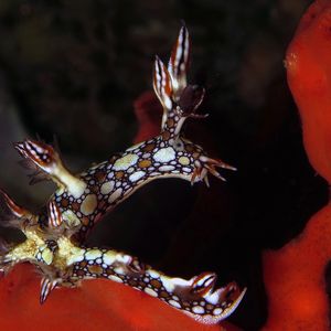 Bornella anguilla 印度尼西亚 Indonesia , 北苏拉威西 North Sulawesi , 锡奥岛 Siau island @LazyDiving.com 潜水时光