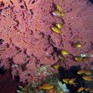 Pseudanthias squamipinnis Pseudanthias squamipinnis 印度尼西亚 Indonesia , 北马鲁古 North Maluku , 巴占群岛 Bacan Islands @LazyDiving.com 潜水时光