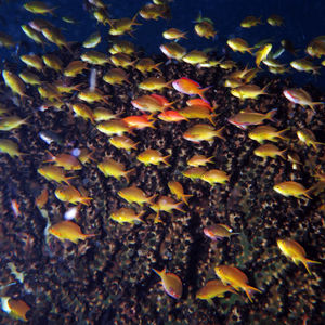 Pseudanthias dispar Pseudanthias dispar 印度尼西亚 Indonesia , 北马鲁古 North Maluku , 巴占群岛 Bacan Islands @LazyDiving.com 潜水时光