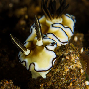 Doriprismatica atromarginata 印度尼西亚 Indonesia , 巴厘岛 Bali , 图蓝本 Tulamben @LazyDiving.com 潜水时光