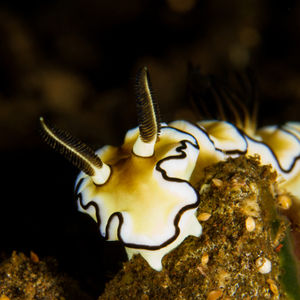 Doriprismatica atromarginata 印度尼西亚 Indonesia , 巴厘岛 Bali , 图蓝本 Tulamben @LazyDiving.com 潜水时光