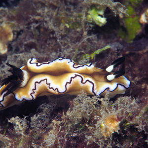 Doriprismatica atromarginata 中苏拉威西 Central Sulawesi , 托利托利 Toli Toli @LazyDiving.com 潜水�时光