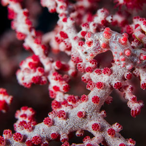 Hippocampus bargibanti 印度尼西亚 Indonesia , 巴厘岛 Bali , 图蓝本 Tulamben @LazyDiving.com 潜水时�光