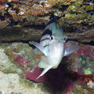 Genicanthus lamarck Genicanthus lamarck 菲律宾 Philippines , 杜马盖地 Dumaguete @LazyDiving.com 潜水时光