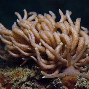 Phyllodesmium briareum Phyllodesmium briareum 印度尼西亚 Indonesia , 马鲁古 Maluku , 安汶 Ambon @LazyDiving.com 潜水时光