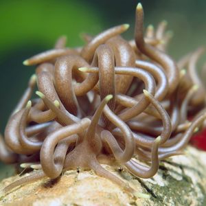 Phyllodesmium briareum Phyllodesmium briareum 印度尼西亚 Indonesia , 马鲁古 Maluku , 安汶 Ambon @LazyDiving.com 潜水时光